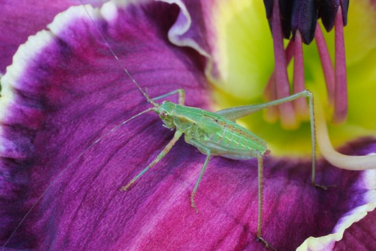 Category 5 - 1st Place - 'Thoroughly Modern Millie with Katydid' - Greg Haggett.JPG